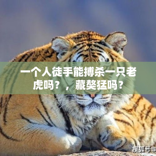 一个人徒手能搏杀一只老虎吗？，藏獒猛吗？