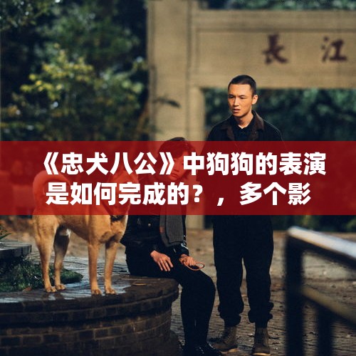 《忠犬八公》中狗狗的表演是如何完成的？，多个影视剧组被质疑虐待动物，是道德还是利益？