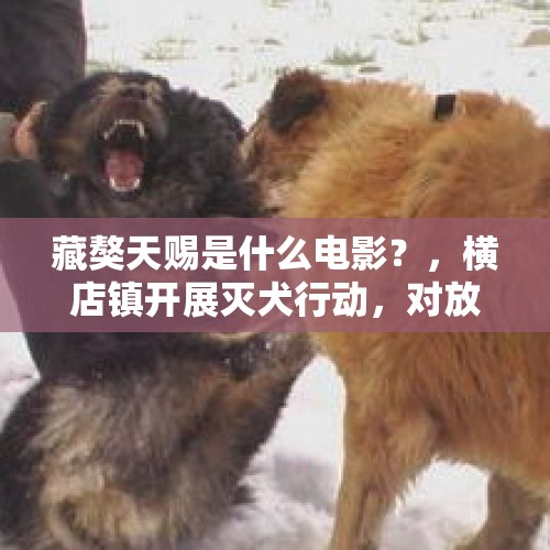 藏獒天赐是什么电影？，横店镇开展灭犬行动，对放养犬只进行捕杀，可以做的好，是不是人文原因？