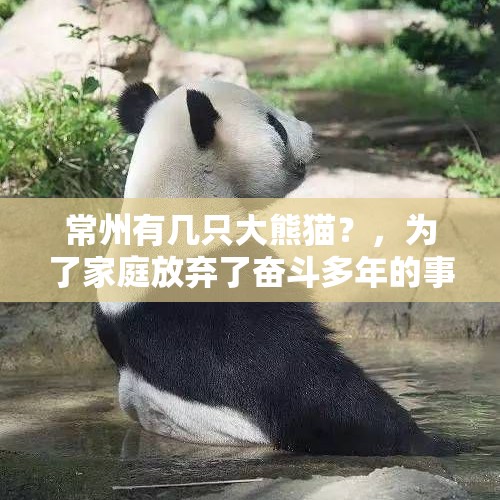 常州有几只大熊猫？，为了家庭放弃了奋斗多年的事业，你怎么看？