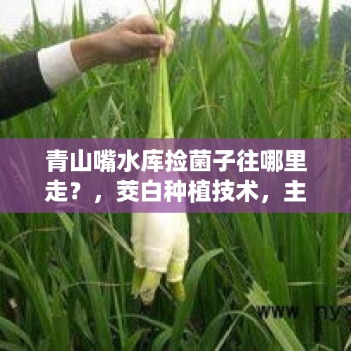 青山嘴水库捡菌子往哪里走？，茭白种植技术，主要需要掌握哪些要点？病虫害严重吗？