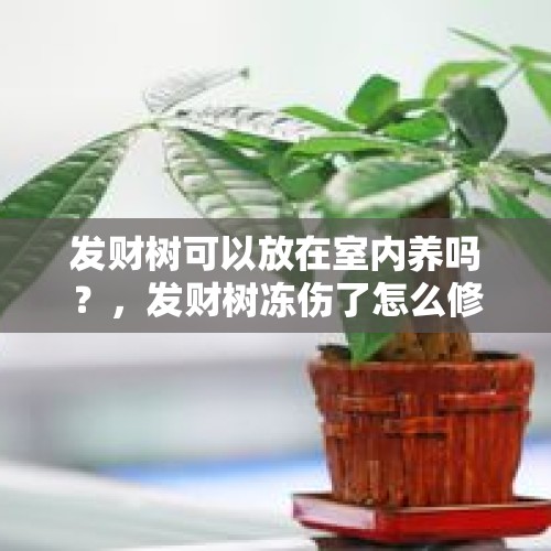 发财树可以放在室内养吗？，发财树冻伤了怎么修复？