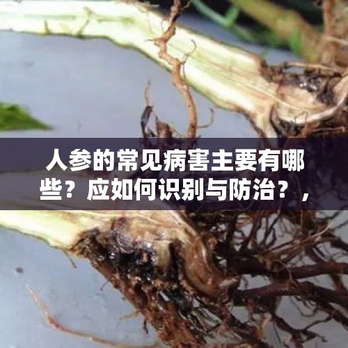 人参的常见病害主要有哪些？应如何识别与防治？，水库首现野生狍子