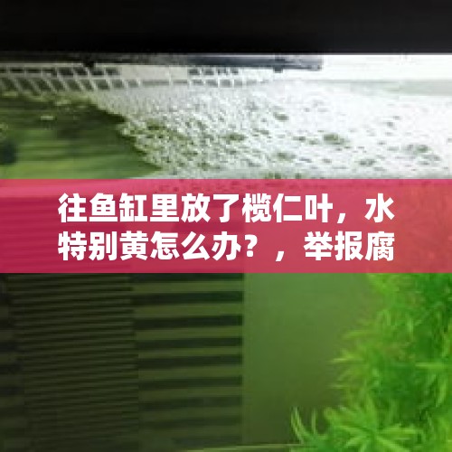 往鱼缸里放了榄仁叶，水特别黄怎么办？，举报腐败电话是空号