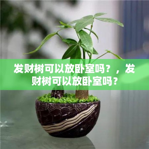 发财树可以放卧室吗？，发财树可以放卧室吗？