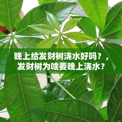 晚上给发财树浇水好吗？，发财树为啥要晚上浇水？