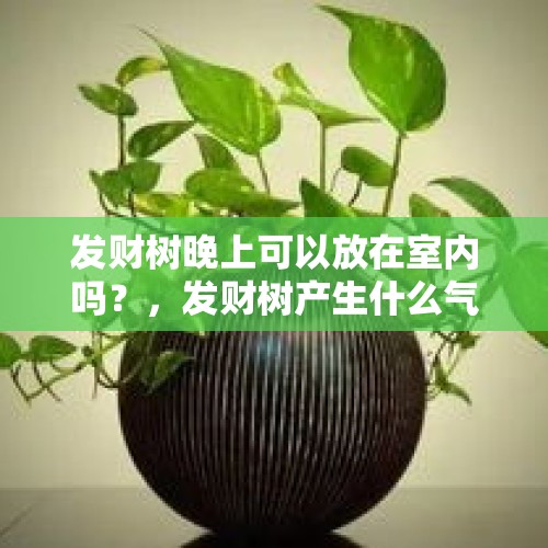 发财树晚上可以放在室内吗？，发财树产生什么气体？