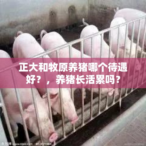 正大和牧原养猪哪个待遇好？，养猪长活累吗？