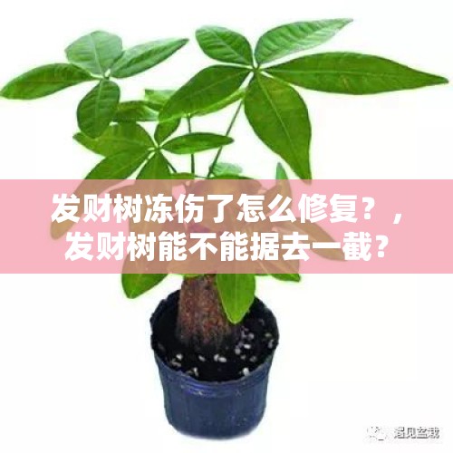 发财树冻伤了怎么修复？，发财树能不能据去一截？