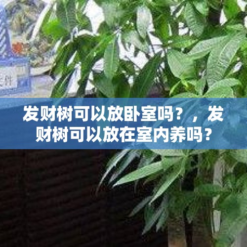 发财树可以放卧室吗？，发财树可以放在室内养吗？