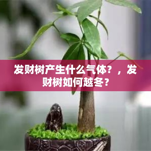 发财树产生什么气体？，发财树如何越冬？