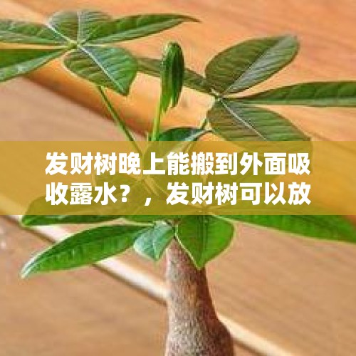 发财树晚上能搬到外面吸收露水？，发财树可以放在室内养吗？