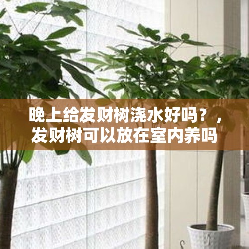 晚上给发财树浇水好吗？，发财树可以放在室内养吗？