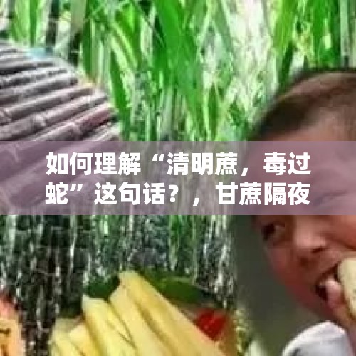 如何理解“清明蔗，毒过蛇”这句话？，甘蔗隔夜能吃吗，甘蔗过夜了可以吃吗？