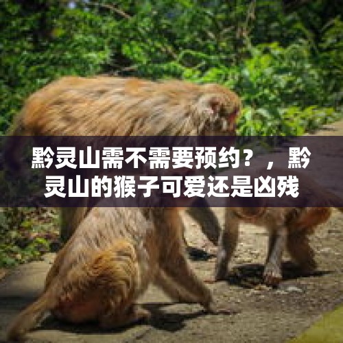 黔灵山需不需要预约？，黔灵山的猴子可爱还是凶残？