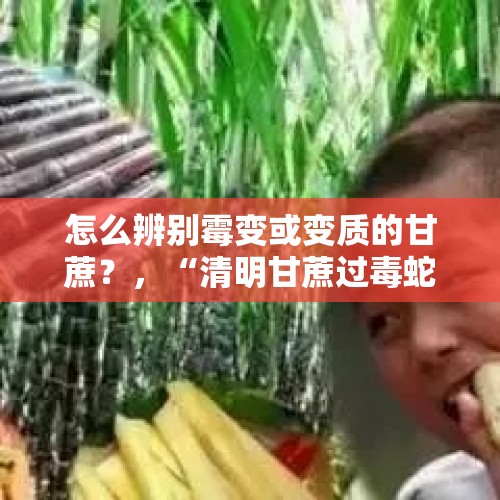 怎么辨别霉变或变质的甘蔗？，“清明甘蔗过毒蛇”是真的吗？