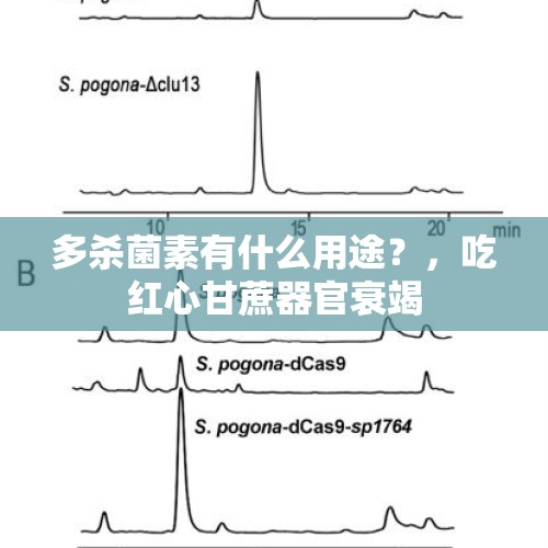 多杀菌素有什么用途？，吃红心甘蔗器官衰竭