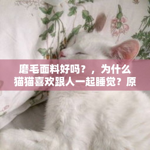 磨毛面料好吗？，为什么猫猫喜欢跟人一起睡觉？原因是什么？