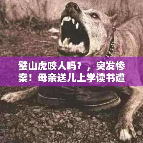 璧山虎咬人吗？，突发惨案！母亲送儿上学读书遭黑熊咬死，两名搜救村民遇袭身亡，这是怎么了？