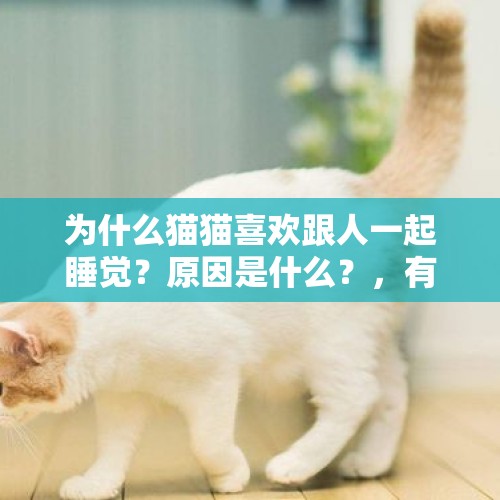 为什么猫猫喜欢跟人一起睡觉？原因是什么？，有什么是狗子特别喜欢的玩具？