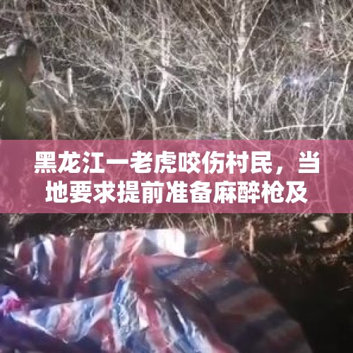 黑龙江一老虎咬伤村民，当地要求提前准备麻醉枪及弹药等物，勃利县回应：非必要不击毙，除非正伤人 - 今日头条