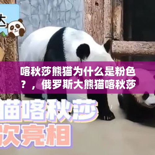 喀秋莎熊猫为什么是粉色？，俄罗斯大熊猫喀秋莎名字由来？