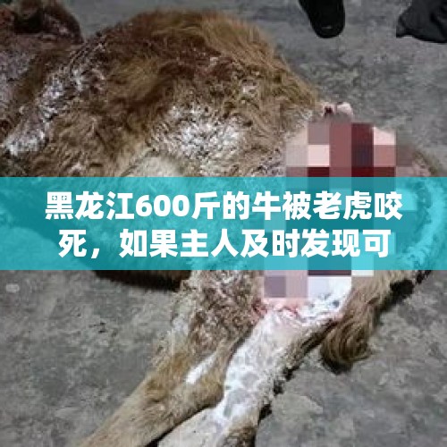 黑龙江600斤的牛被老虎咬死，如果主人及时发现可以攻击吗？，为什么黑龙江人有点虎。而辽宁人就不虎？