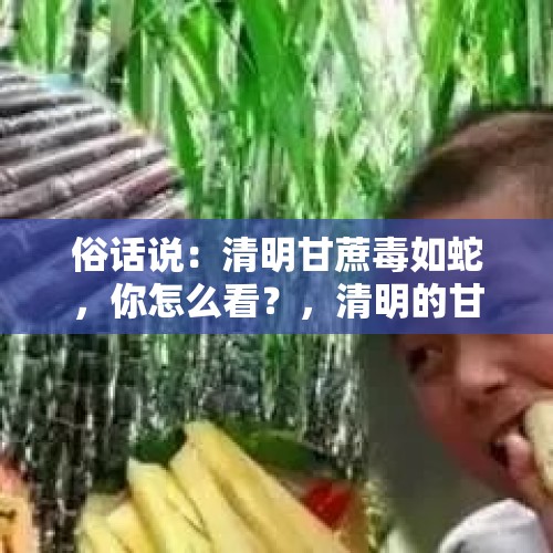 俗话说：清明甘蔗毒如蛇，你怎么看？，清明的甘蔗真的不能吃吗？