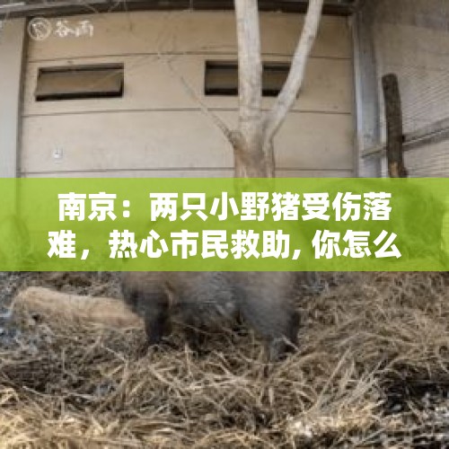 南京：两只小野猪受伤落难，热心市民救助, 你怎么看？，野猪江苏哪里最多？