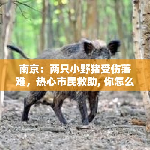 南京：两只小野猪受伤落难，热心市民救助, 你怎么看？，甲鱼之乡在什么地方？