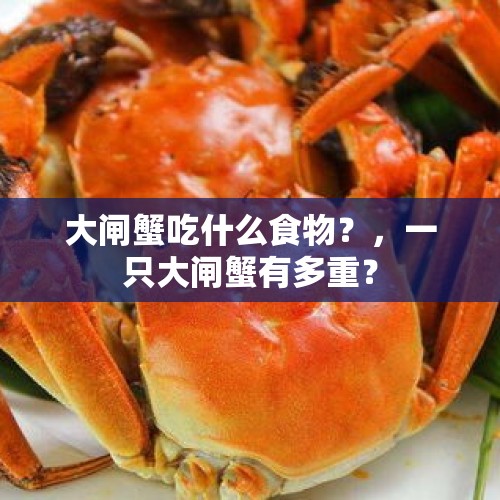 大闸蟹吃什么食物？，一只大闸蟹有多重？